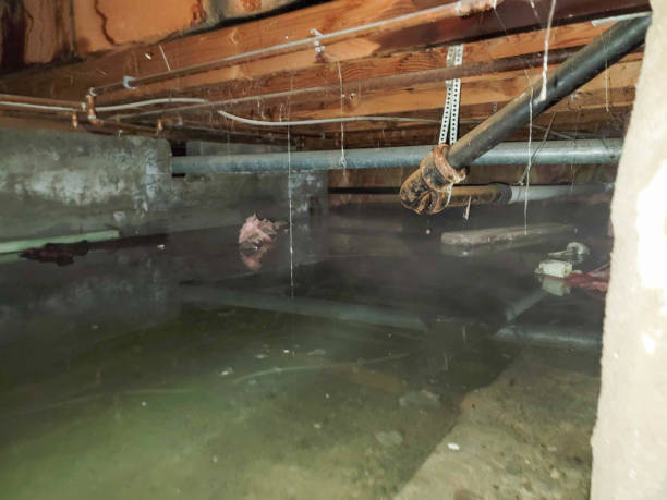Best Water damage cleanup near me  in Park City, TN