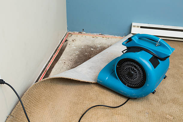 Best Flood restoration services  in Park City, TN